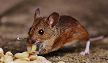 24 Hour & Emergency Exterminators in Va State Univ, VA